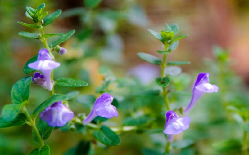 valerian root benefits