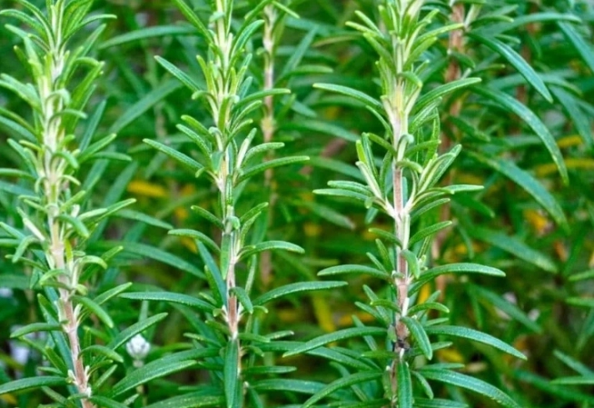 melatonin alternatives