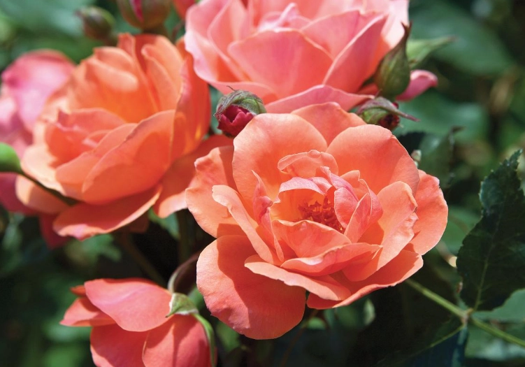 natural sleep aid herbs