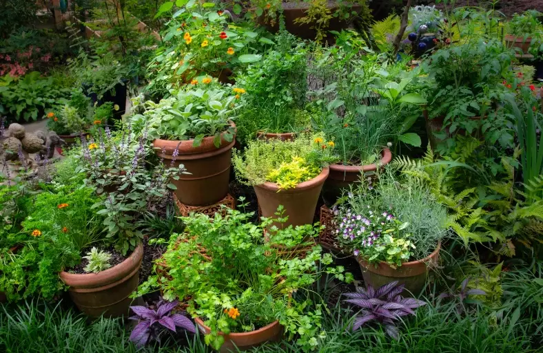 herb will knock you out