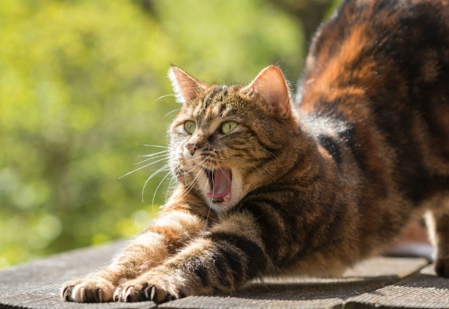 home remedies for insomnia