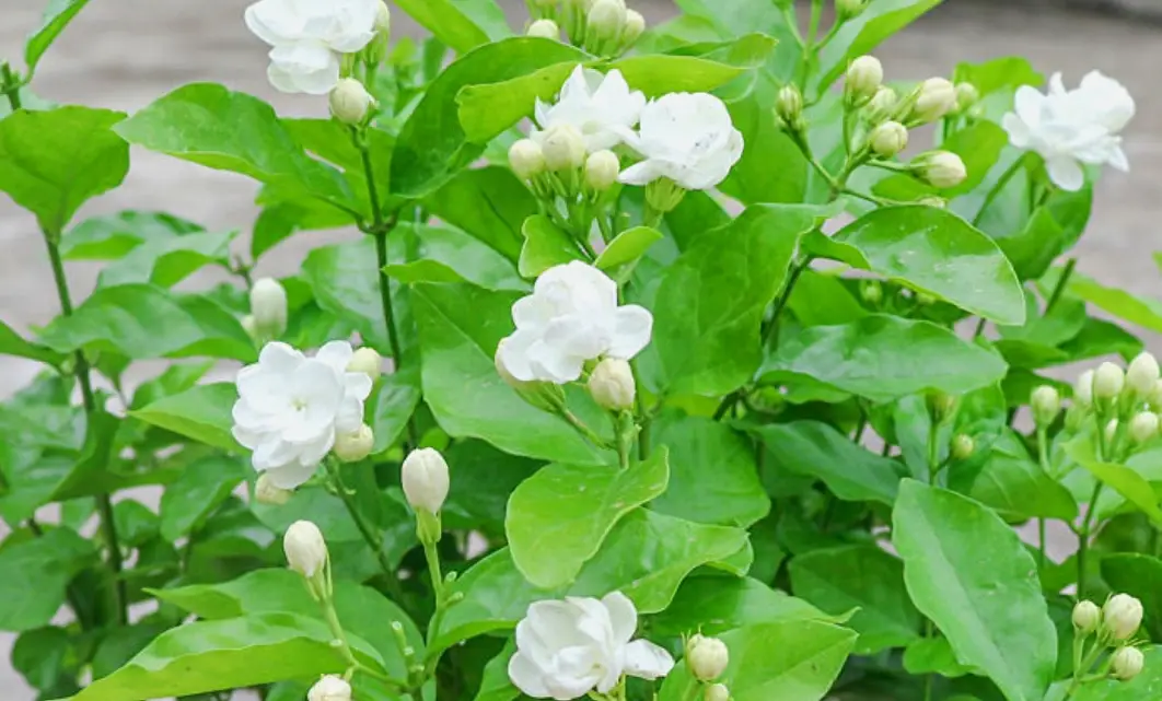 茉莉花修剪