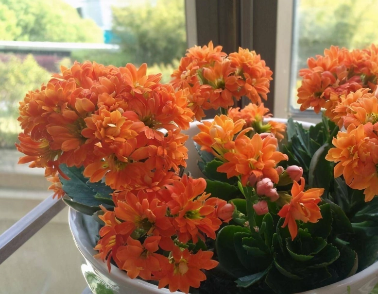 長壽花 摘心