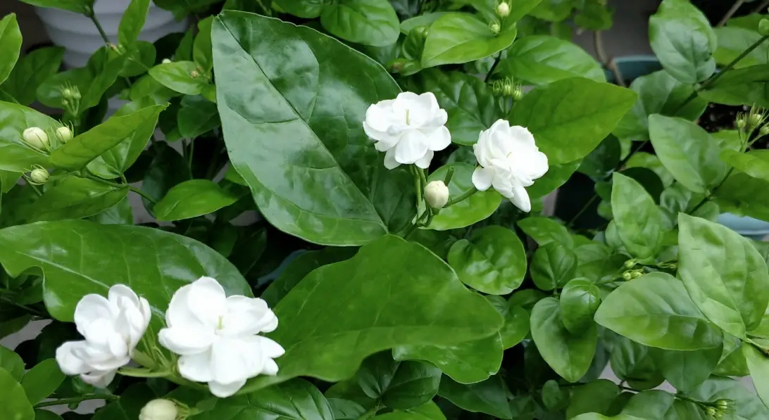 虎頭茉莉修剪