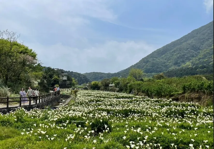 竹子湖海芋季 竹子湖海芋季