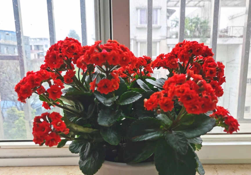長壽花爆盆